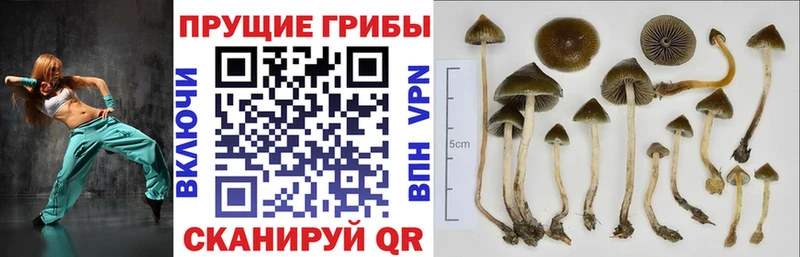 Псилоцибиновые грибы ЛСД  Урус-Мартан 
